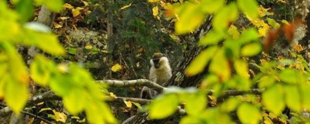 В Крыму в Большом Каньоне туристы встретили обезьяну