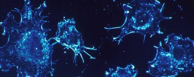 Ученые Массачусетского ТИ: низкокалорийная диета способна затормозить рост раковой опухоли