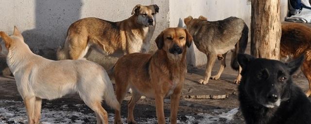 СКР возбудил дело по факту нападения собак на ребенка в Магадане