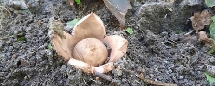 Курские грибники рассказали, что в лесах региона появились иудины уши и грибы-звездовики
