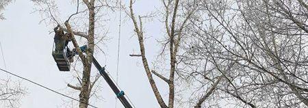 В Иркутске весной проведут формовочную обрезку деревьев