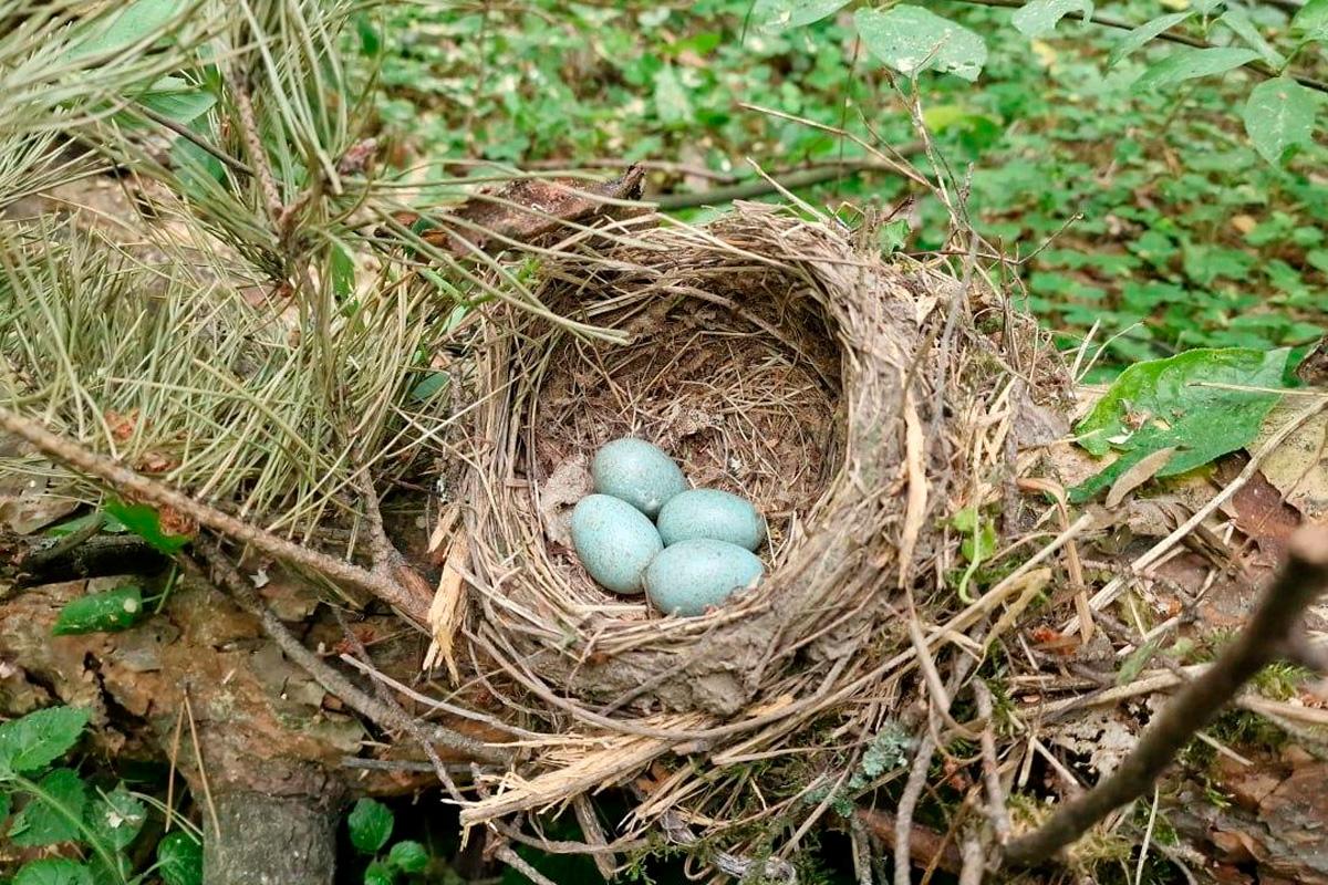 Необычные находки во время уборки леса возле посёлка Ашукино в Пушкинском округе