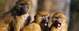 Эпидемиолог Онищенко: Летальность распространившейся в Европе оспы обезьян составляет 3,6%