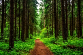 В Бокситогорском районе Ленобласти обнаружили человеческие останки