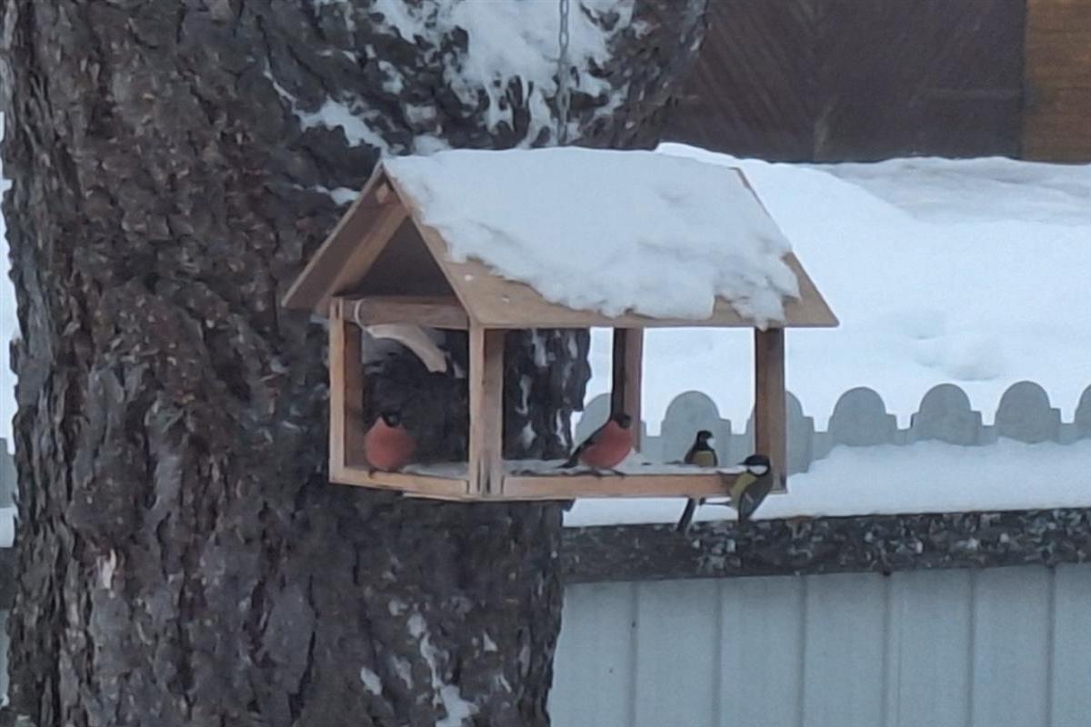 Музее природы Костромы подвели итоги седьмого областного конкурса «Зимуем вместе»