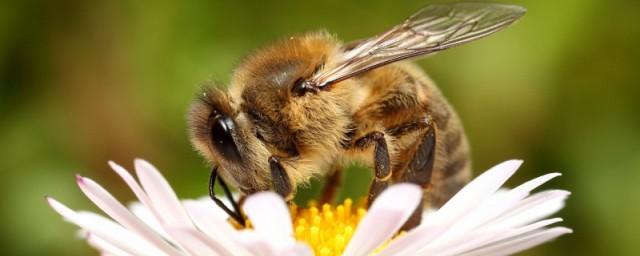 Ученые предложили использовать кофеин для стимуляции пчел к опылению