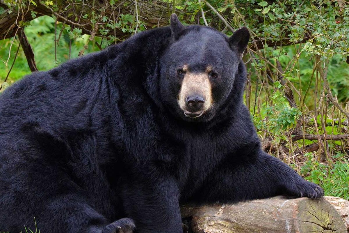 На Аляске медведь покалечил туристку