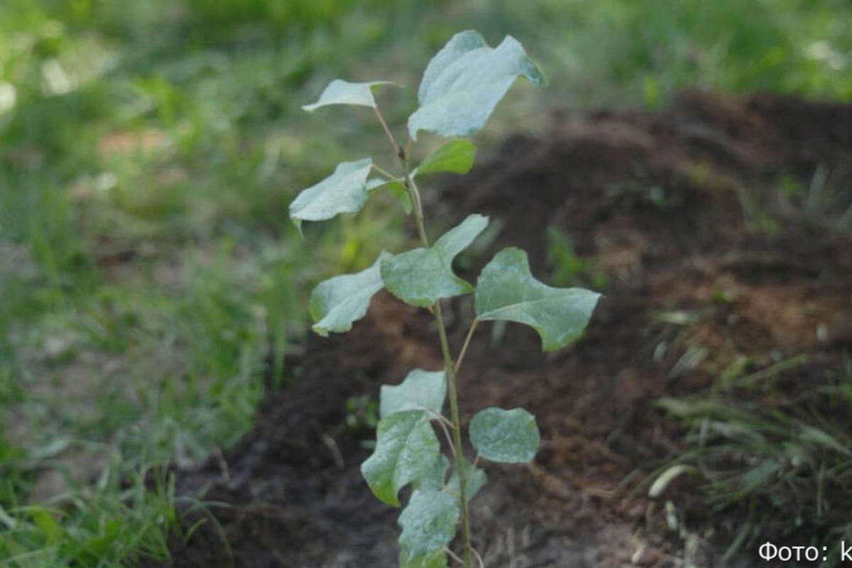 На Камчатке прошла акция по высадке потомка Тополя Победы