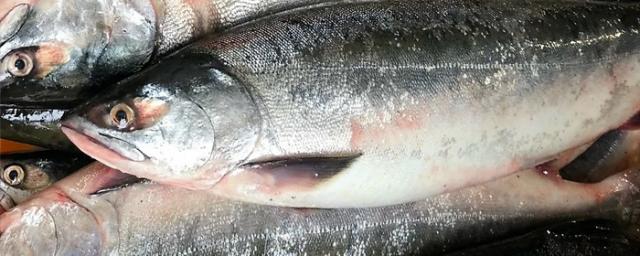 Russia's average selling price for pink salmon has fallen to 152 rubles per kg