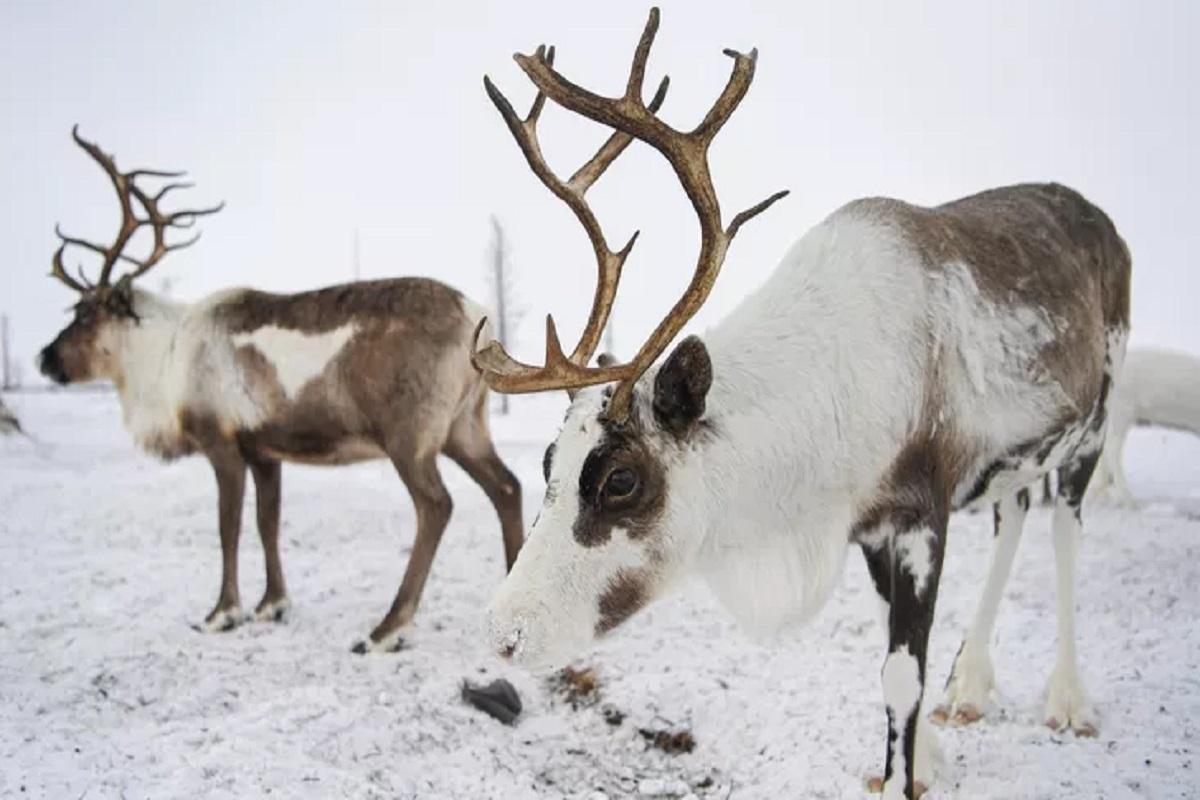 Блогер из Голландии рассказал о своем путешествии по Ямалу