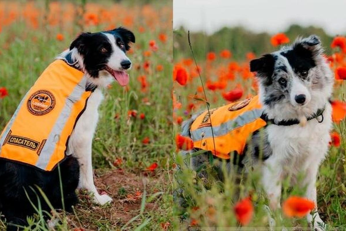 Неизвестные расстреляли двух поисковых собак отряда «ЛизаАлерт» на тренировке