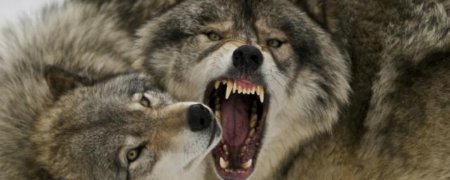 Communications Biology: Поражающий мозг таксоплазмоз делает волков вожаками стаи