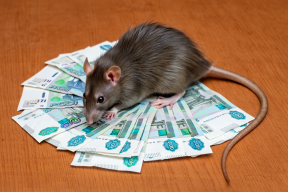 Управляющую компанию из Пскова оштрафовали за нашествие крыс