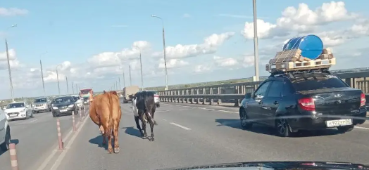 В Рязани коровы шли по оживленной дороге, заблокировав полосу