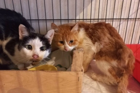 Воронежские коты впали в депрессию после жизни с трупом