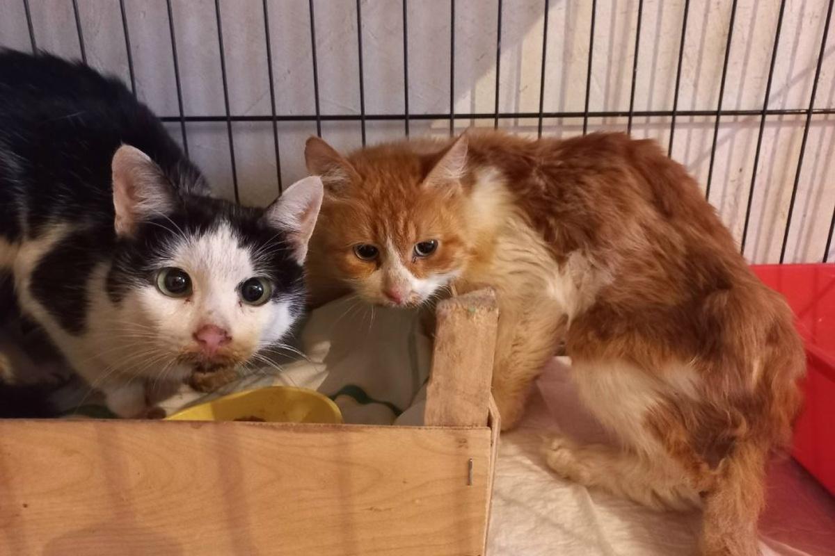 Воронежские коты впали в депрессию после жизни с трупом