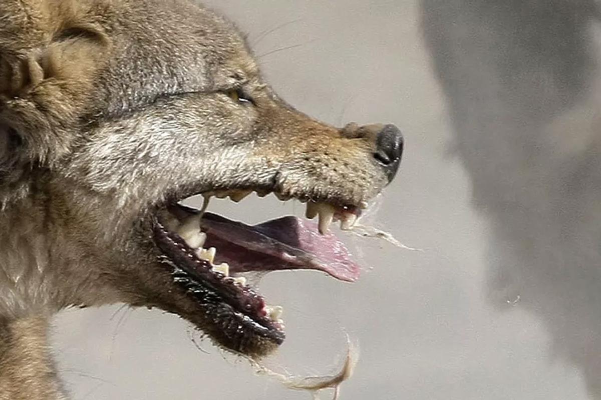 В Воронежской области зафиксировали почти двукратное снижение заболеваемости бешенством