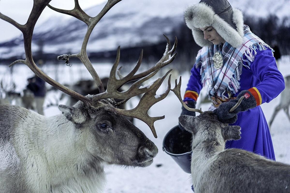 Оленеводы НАО под угрозой: малые хозяйства могут лишить субсидий на вездеходы