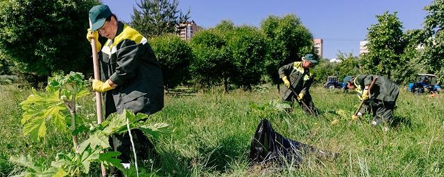 Комблаг Петербурга признал «зараженными» борщевиком не менее 40 гектаров парковых территорий