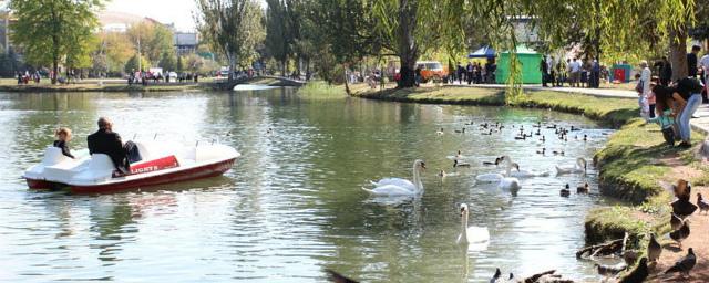 Лебеди Гагаринского парка Симферополя пострадали от любителей рыбалки