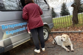 В Кировской области проведут компанию по выездной вакцинации домашних животных от бешенства