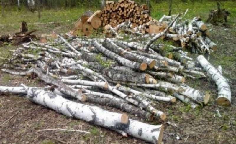 Жителя Новосибирской области оштрафовали на 500 тысяч рублей за самовольную рубку леса