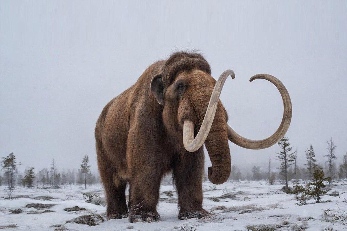 Сибирь остается последней надеждой для искателей живых мамонтов