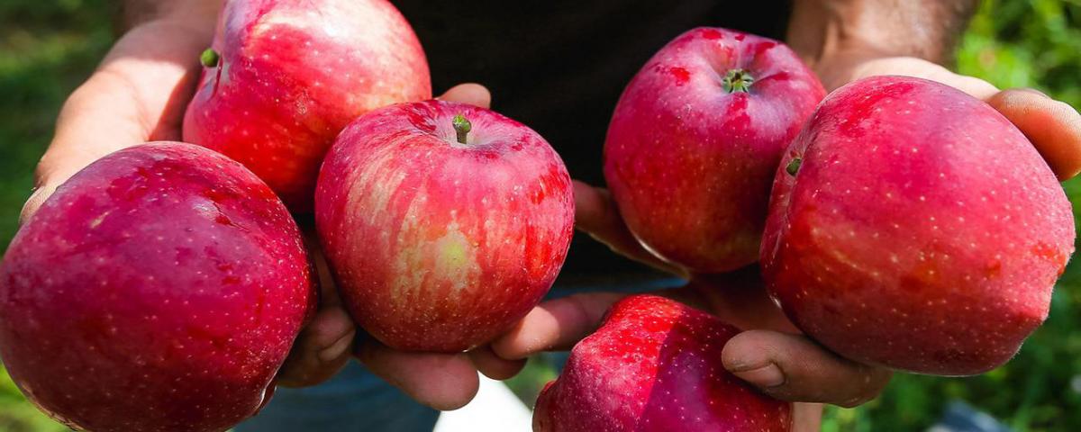 Россельхознадзор запретит ввоз томатов и яблок из Азербайджана