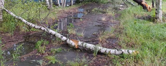 В Петрозаводске шквалистый ветер повалил деревья