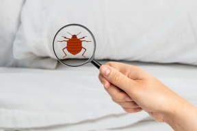 The London government has announced an implacable fight against bedbugs