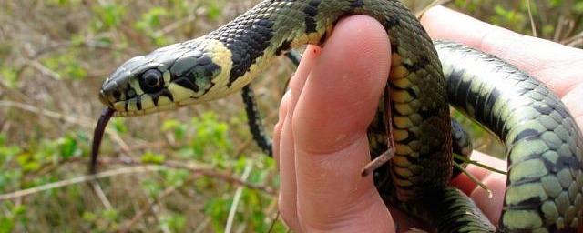 Руководство парка «Зеленый остров» в Черкесске опровергло появление ядовитых змей