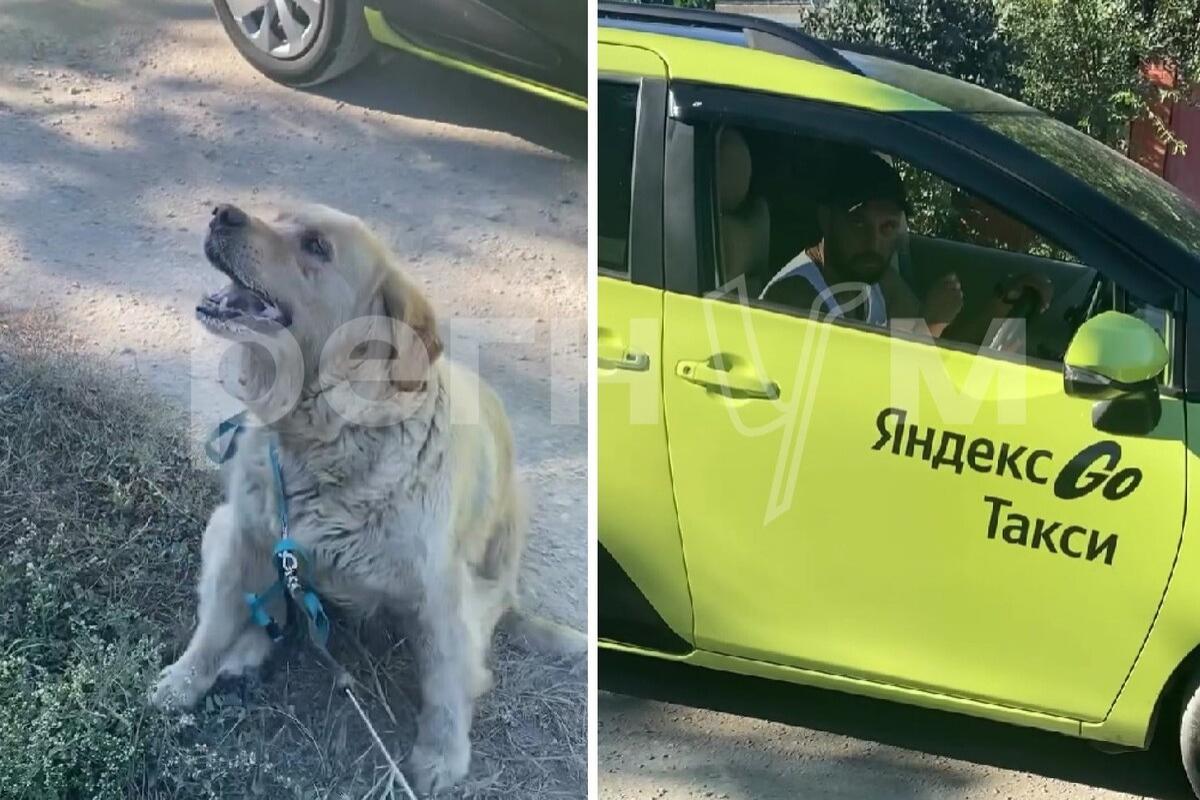 Таксист «убил» собаку, отказавшись везти ее к ветеринару? О «собачьем» отношении к друзьям, или «харам» по-анапски