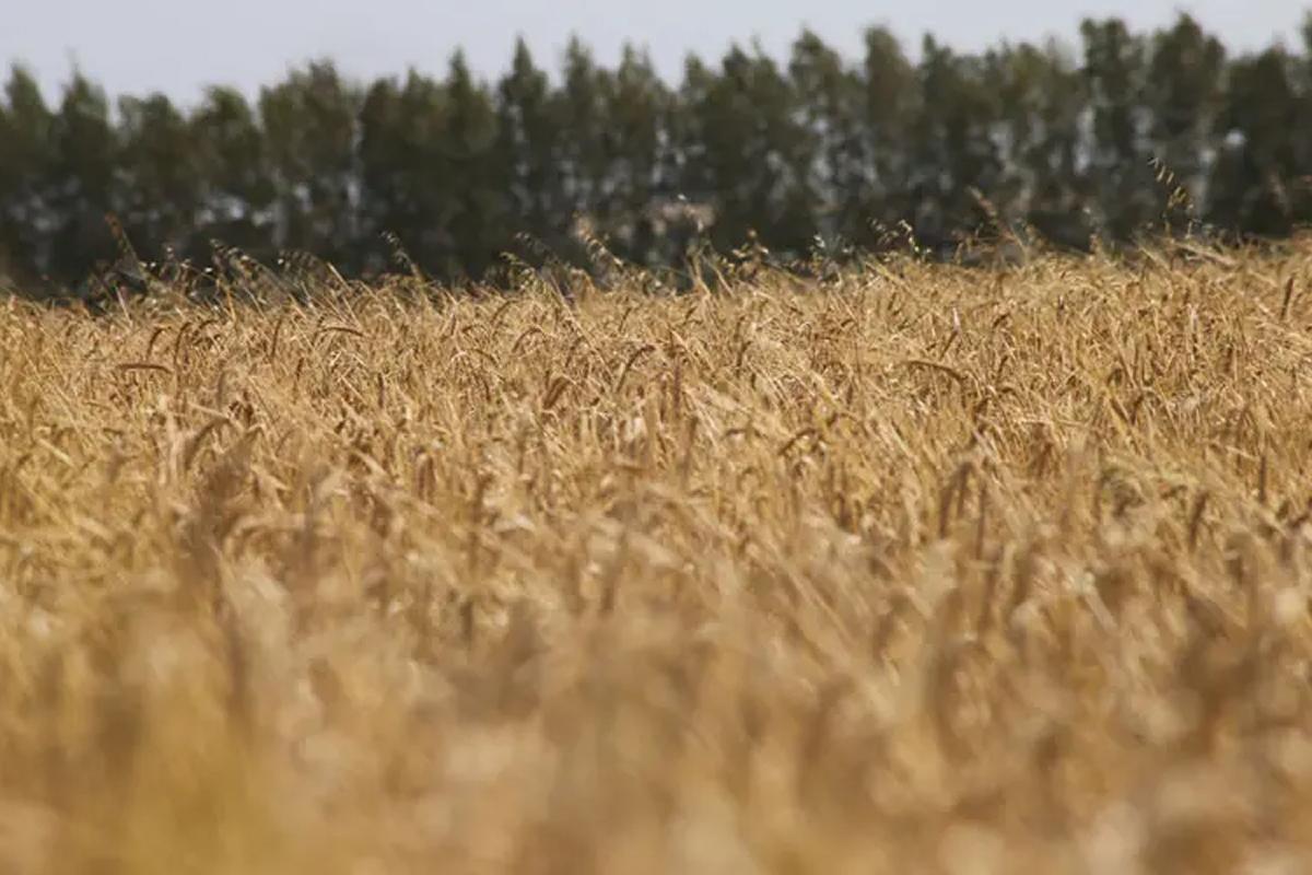 Аграрии Мордовии приближаются к 1,2 млн тонн зерна: названы районы-лидеры