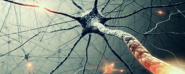 Ученые из Университета Бар-Илан выявили новые особенности в работе нервных клеток