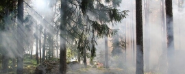 Власти Югры сообщили об одном действующем лесном пожаре площадью 70 га у Нижневартовска