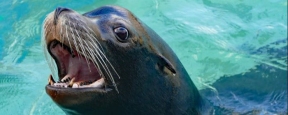 Морской лев совершил «побег» из зоопарка Нью-Йорка во время наводнения