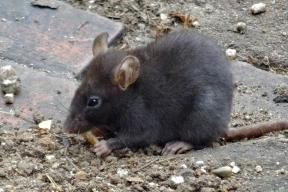 Мышиная лихорадка угрожает новосибирским садоводам