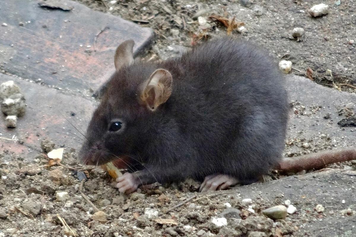 Мышиная лихорадка угрожает новосибирским садоводам