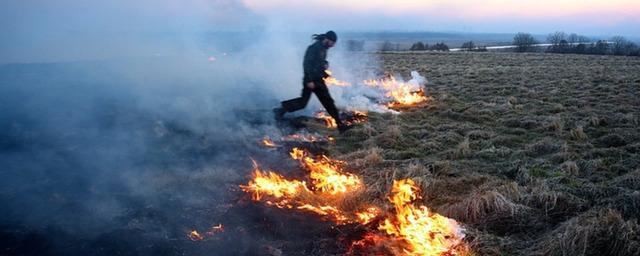 «Гринпис» набирает добровольцев в Новосибирске для тушения пожаров