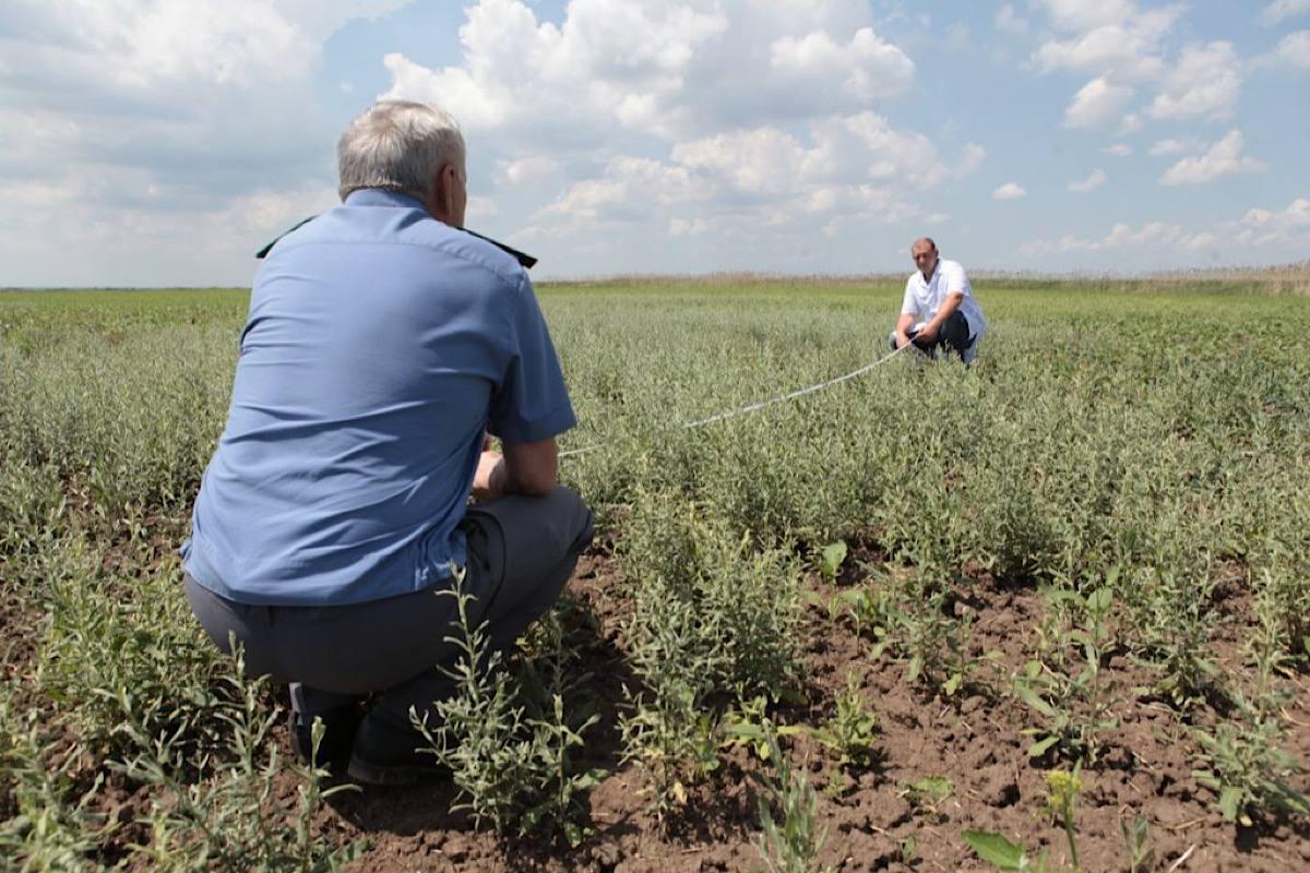 В Ростовской области введен карантин из-за распространения опасного сорняка