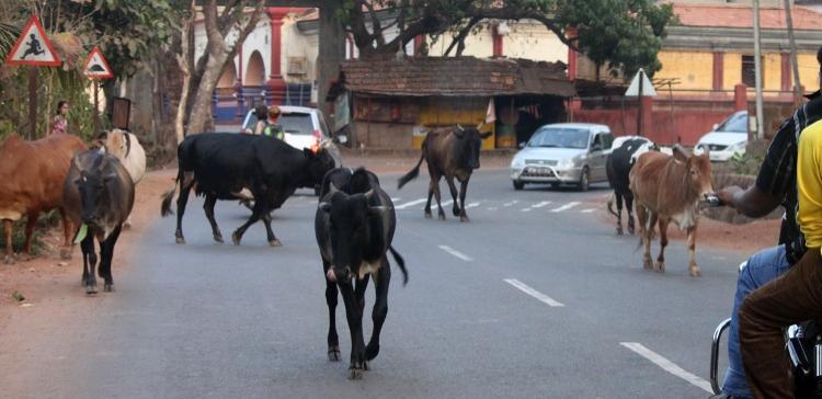 В Индии провели конкурс на лучшее селфи с коровами 