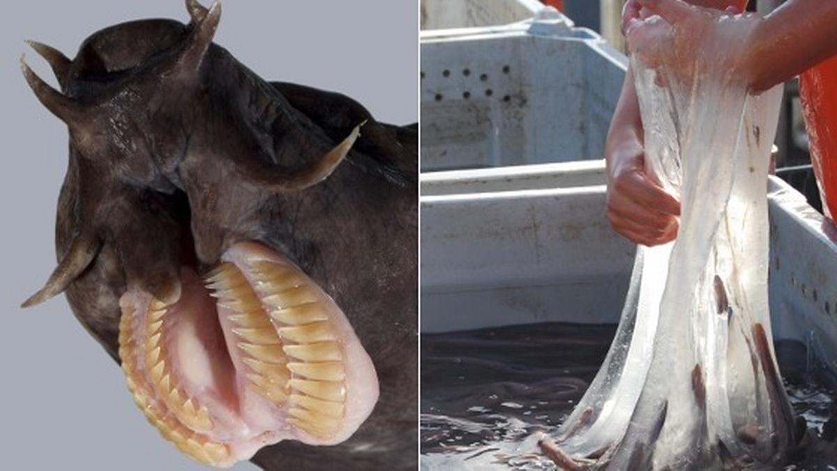 «Чужие» из океана. Эти черви душат акул изнутри. И они старше динозавров на 250 млн лет. Опасны и для человека?