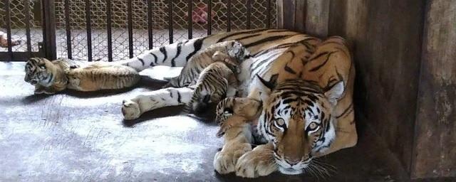 Радий Хабиров указал закрыть все передвижные зоопарки в Башкирии