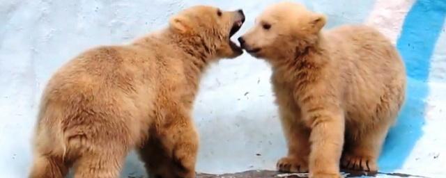 Пока им выбирают имена, белые медвежата в зоопарке радуют новосибирцев
