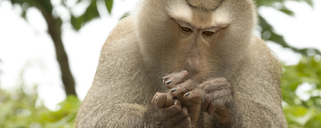 ВОЗ сообщила о подтверждении 80 случаев заражения обезьяньей оспой в 11 странах