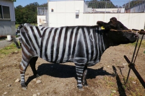 В 2025 году Шнобелевскую премию вручили японским ученым, покрасившим корову в зебру