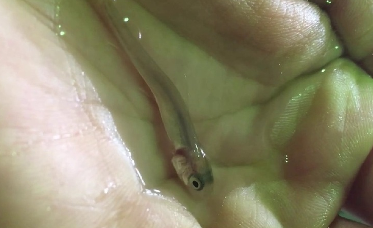 Минприроды Хакасии: Искусственное зарыбление водоемов ведут предприятия для компенсации ущерба