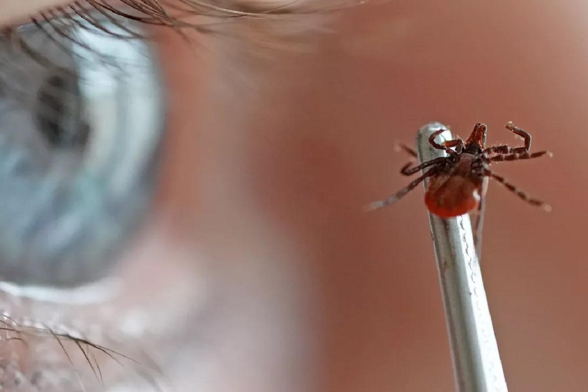 На юге России отмечен резкий рост числа укусов клещей