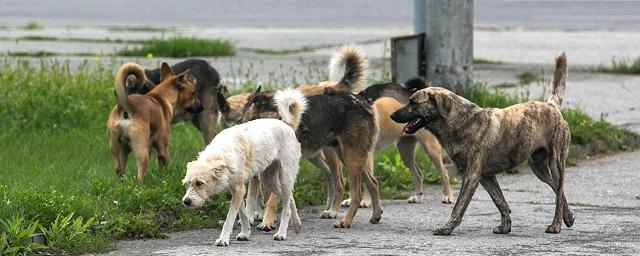 Депутат заксобрания Забайкалья Михайлов выступил за расстрел бродячих собак и наказания для зоозащитников