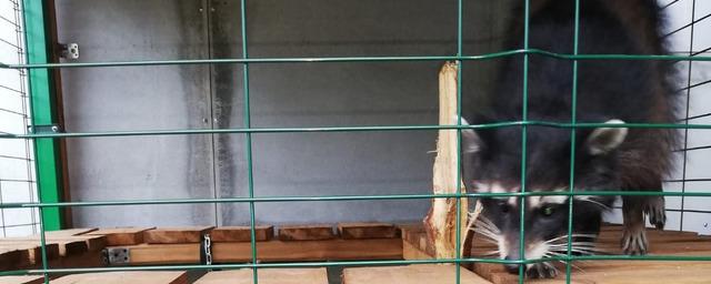 В Пскове ищут трёхлетнего ручного енота-полоскуна Борю